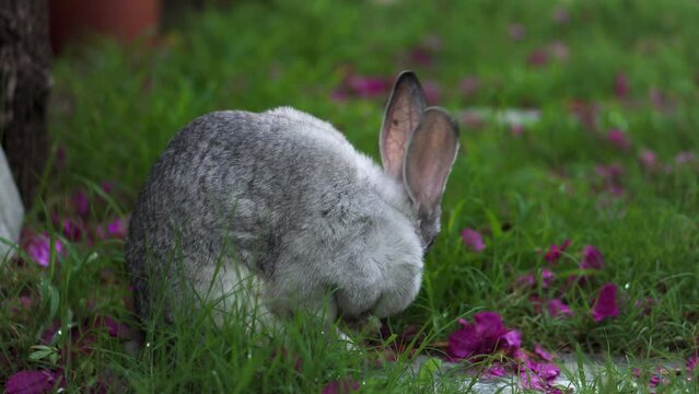 White chinchilla rabbit grooming itself over wet green grass and pink flowers field