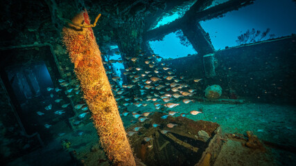 school of fish inside a shipwreck