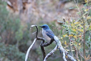 Mexican Jay (Aphelocoma wollweberi) in Big Bend National Park