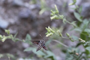 White-lined sphinx moth (Hyles lineata) visiting desert tobacco flower