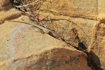 Side-blotched Lizard (Uta stansburiana) camouflaged on sandstone