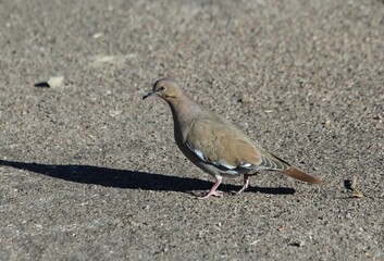 Closeup of a White-winged Dove (Zenaida asiatica) 