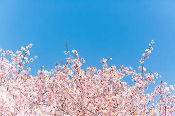 暖流桜	