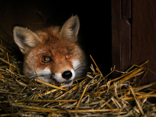 Red fox vulpes, one-eyed fox, blind fox on the straw. 