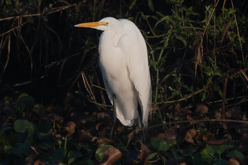 Great Egret Standing on the Edge of the Canal