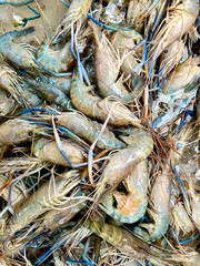 fresh shrimps at the Fresh Fruits Market, Chiang Mai, Thailand