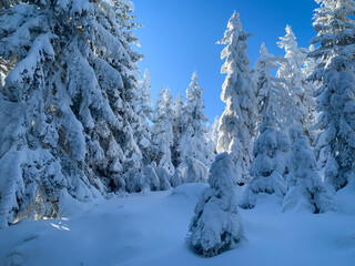 Forest trees covered with snow