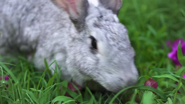 White chinchilla rabbit eating wet green grass and pink flowers on a field