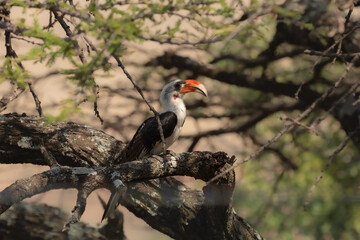 The northern red-billed hornbill is a species of hornbill in the family Bucerotidae.  Tanzania.