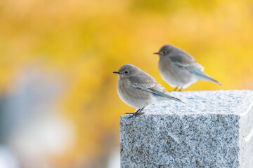 Female Mountain Bluebird