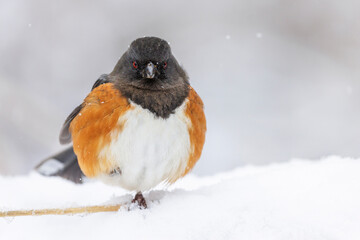 Spotted towhee bird