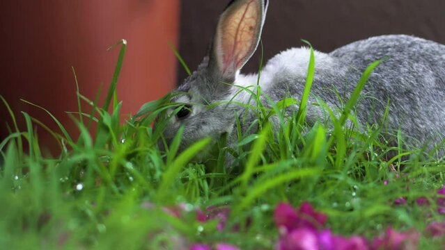 White chinchilla rabbit eating wet green grass and pink flowers on a field