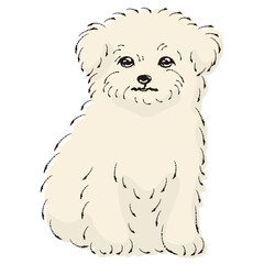 チワマルのイラスト（チワワとマルチーズのミックス犬）