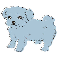 チワプーのイラスト（チワワとトイプードルのミックス犬）