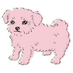 チワプーのイラスト（チワワとトイプードルのミックス犬）