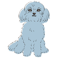 ペキプーのイラスト（ペキニーズとトイプードルのミックス犬）