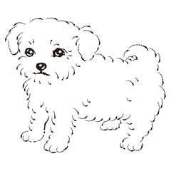 チワプーのイラスト（チワワとトイプードルのミックス犬）