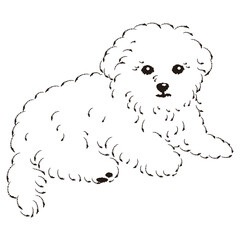 マルプーのイラスト（マルチーズとトイプードルのミックス犬）