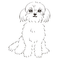 ペキプーのイラスト（ペキニーズとトイプードルのミックス犬）