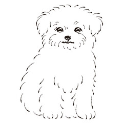 チワマルのイラスト（チワワとマルチーズのミックス犬）