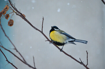 a bird in the snow