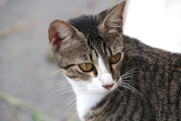 Naklejka na ściany i meble animal gato miau felis catus