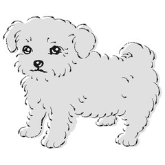 チワプーのイラスト（チワワとトイプードルのミックス犬）