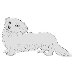ダップーのイラスト（ダックスフントとトイプードルのミックス犬）