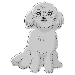 ペキプーのイラスト（ペキニーズとトイプードルのミックス犬）