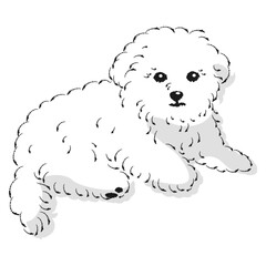 マルプーのイラスト（マルチーズとトイプードルのミックス犬）