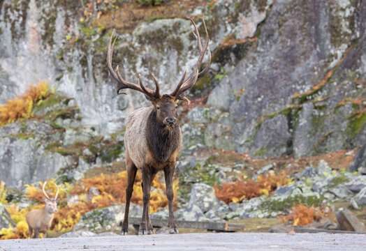 This large male stag called elk with a huge set of antlers or rack is standing his ground in the middle of the road blocking traffic and not too worried about moving. Elk, also known as the wapiti.