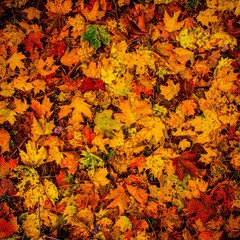 autumn leaves in fall colors on the forest floor
