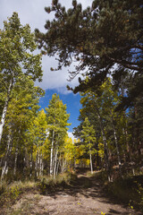 View of a trail leading up into the mountains lined with bright yellow aspens and pine trees - in Rocky Mountain National Forest