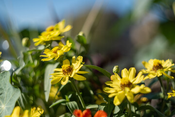 Small yellow coreopsis flowers growing in a garden
