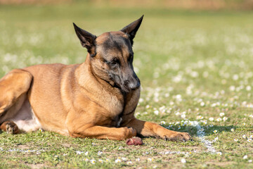 berger belge malinois en  ring