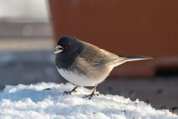 Dark-eyed junco finds a seed in the snow