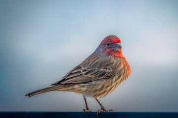Male house finch perched on a fence