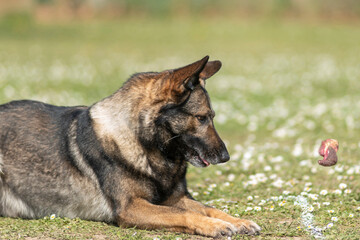 berger allemand en  ring