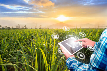 Innovation technology for smart farm system, Agriculture management, Hand holding smartphone with smart technology concept. - obrazy, fototapety, plakaty