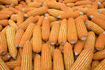 Beautiful Ripe yellow corn. Corn and Grain Handling or Harvesting Terminal. Corn Can be Used for Food, Feed or Ethanol farm natural organic concept