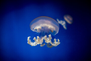 Jellyfish in Genova's Italy