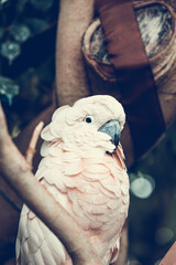 White parrot head