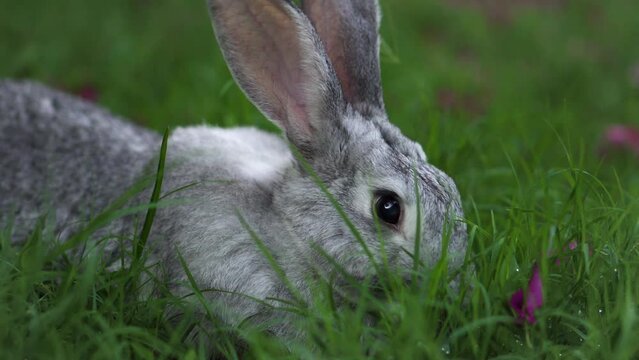 Extreme close up of hungry chinchilla rabbit laying down and eating green wet grass and pink flowers