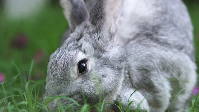 Extreme close up of hungry chinchilla rabbit eating green grass and pink flowers