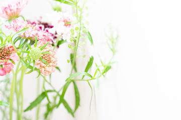 スカビオサという花