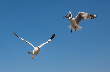 Seagulls flying in the blue sky, chasing after food to eat at Bangpu, Thailand.