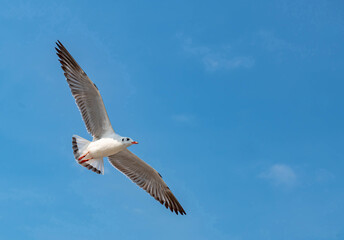 Seagulls flying in the blue sky, chasing after food to eat at Bangpu, Thailand.