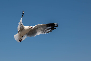 Seagulls flying in the blue sky, chasing after food to eat at Bangpu, Thailand.