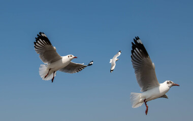 Seagulls flying in the blue sky, chasing after food to eat at Bangpu, Thailand.
