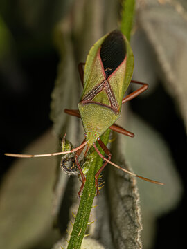 Adult Leaf-footed Bug